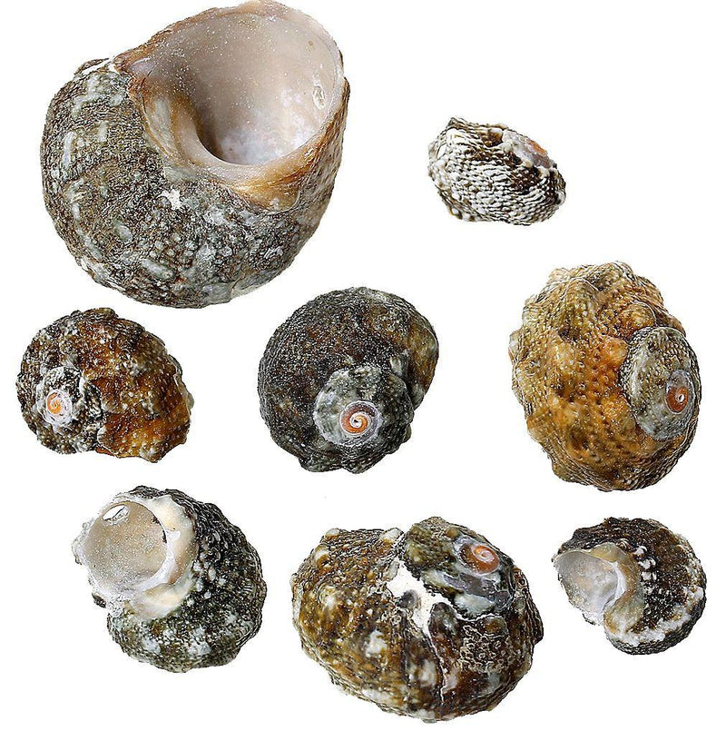 Natural Seashell Beads Assorted Sizes - Granite and Earth Tones - 10 Beads - BD637