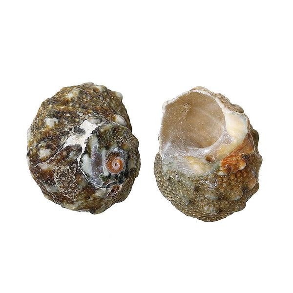 Perles de coquillage naturel tailles assorties - tons granit et terre - 10 perles - BD637