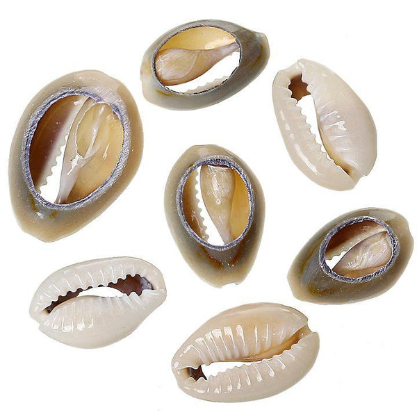 Natural Seashell Beads Assorted Sizes - Muted Greys - 15 Beads - BD631