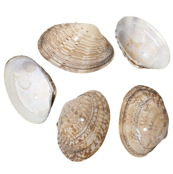 Perles de coquillage naturel tailles assorties - Tan et perle - 8 perles - BD634