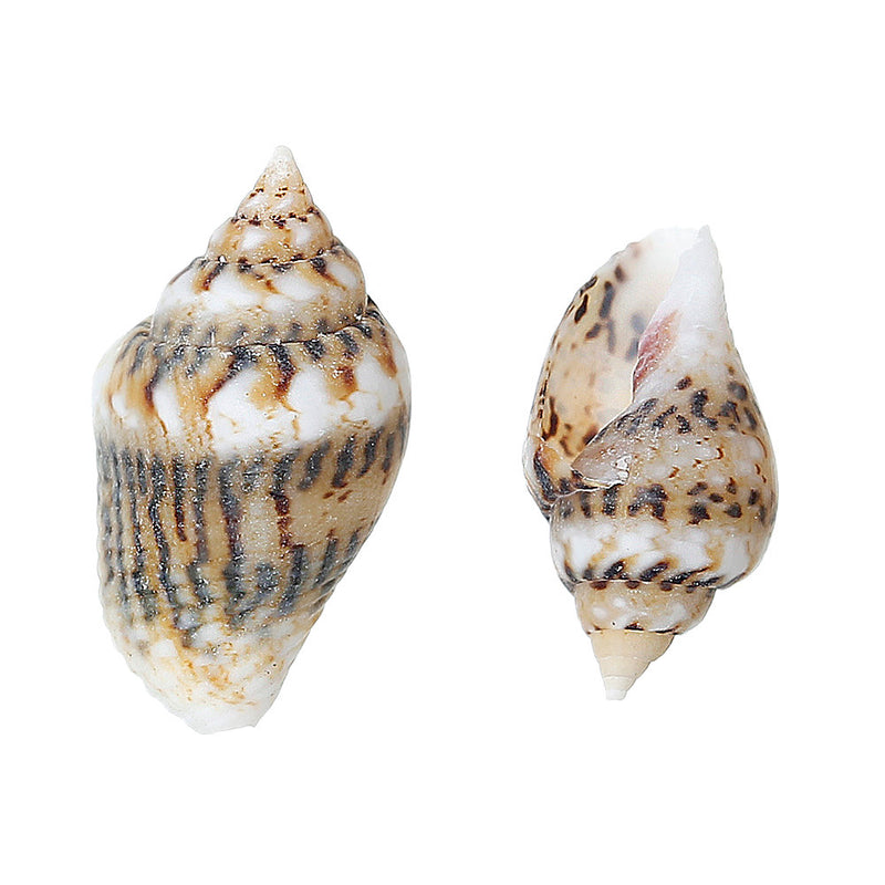 Perles Coquillage Naturel 7mm - 15mm - Blanc, Tan et Marron - 50 Perles - BD562