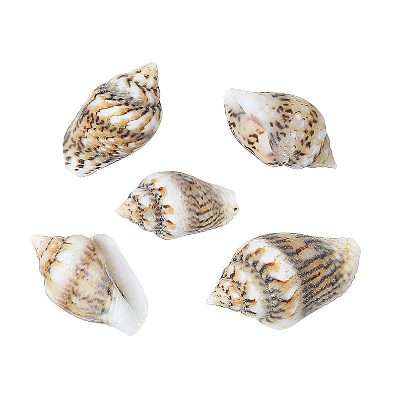 Shell Natural Beads 7mm - 15mm -  White, Tan and Brown - 50 Beads - BD562
